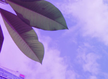 Blätter vor Hochhaus