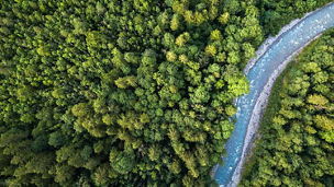 Eine Luftaufnahme eines dichten Waldes mit einem Fluss, der sich durch die Landschaft schlängelt.
