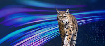 Luchs