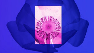 Blume vor violettem und pinken Hintergrund