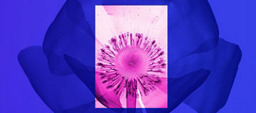 flower in pink an purple