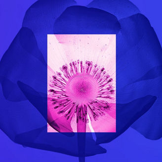 flower in pink an purple