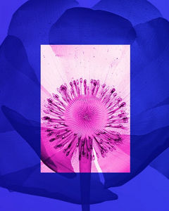flower in pink an purple
