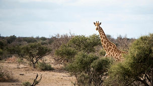 giraffe in forest