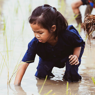 Girl doing harvesting