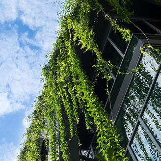 Glass building house covered by green ivy with blue sky