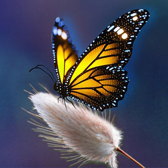 29th hr symposium banner