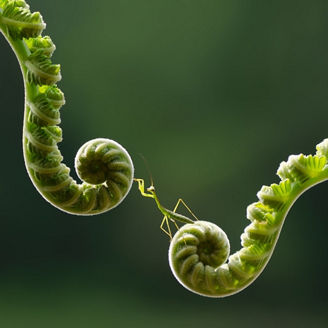grass-hopper-between-two-ropes