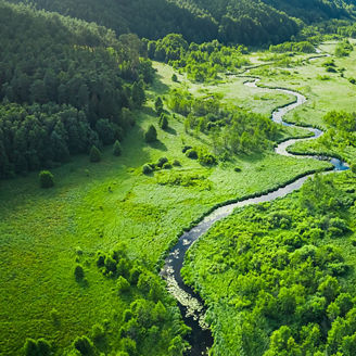 Green forest landscape