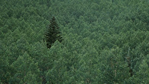 Green Forest