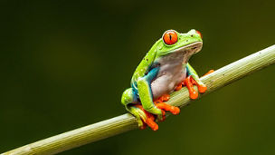 Frog sitting on stick