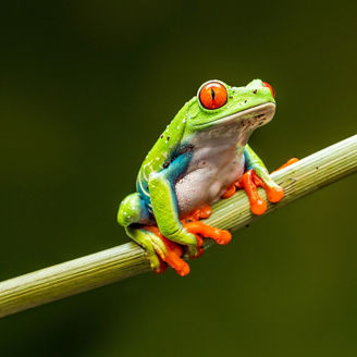 Frog sitting on stick