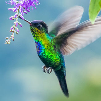 Green humming bird flying PDF banner