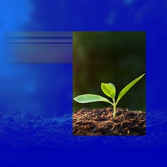 Green leaves plant