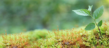 Sapling of konara oak tree (Quercus serrata)