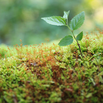 Sapling of konara oak tree, 114851176