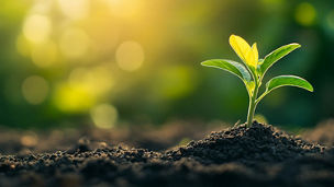 Green plant seeding in soil