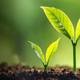 Green Saplings