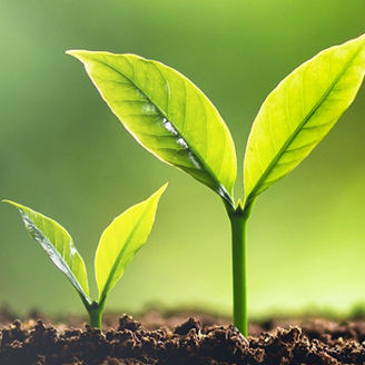 Green Saplings Banner