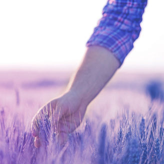 Hand in a wheat field