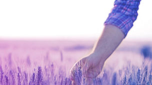 Close-up of a farmer's hand holding a wheat plant stem in a field. Back-lit sunset photo. Organic farming and healthy food production.