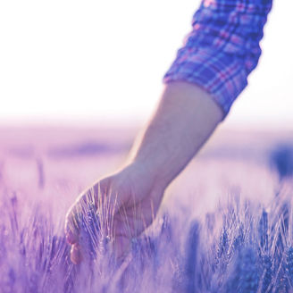 ruka v psenicnom poli