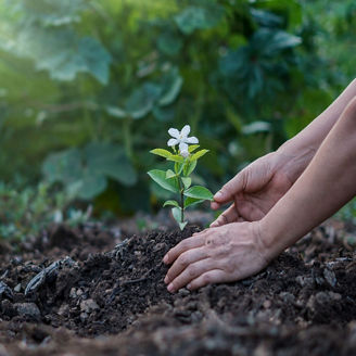 Hands growing small plant with flower