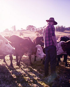 Bega Cheese – Healthy cattle on a dairy farm