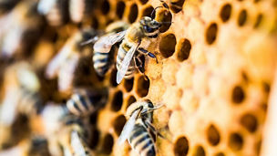 honeybees on honey comb