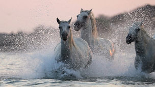 horses-running-in-water.