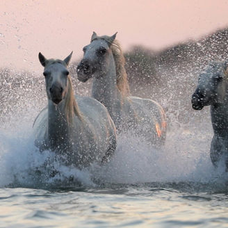 horses-running-in-water.