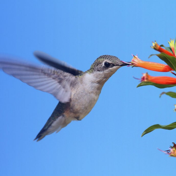 Humming bird banner