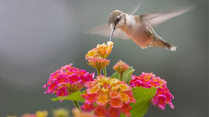 Humming bird