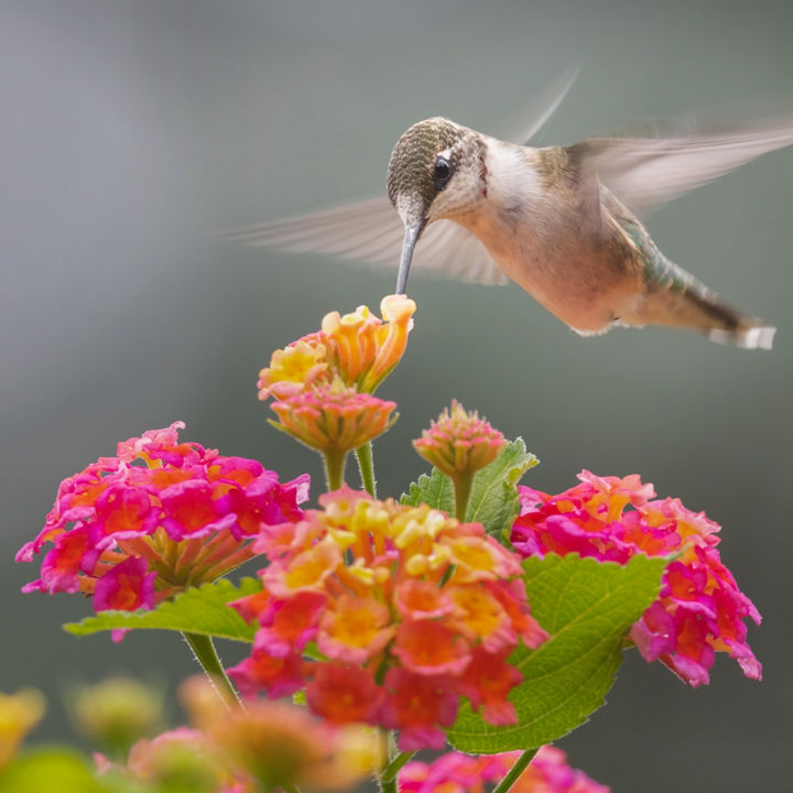 Humming bird