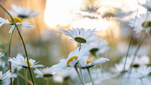 Hvite blomster i naturen