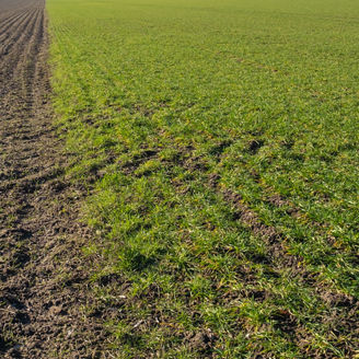 A processed and unprocessed field in the middle