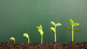 growing plant
