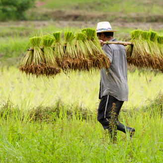 farmer rice-field