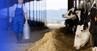 The international dairy market