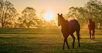 Temporary admission of thoroughbred horses from a non-EU country