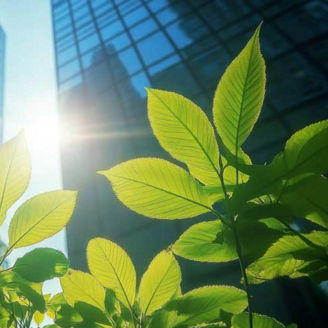 Green leaves in sun with glass skyscrapers behind