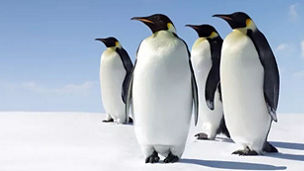 Group of penguins
