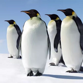 Group of penguins