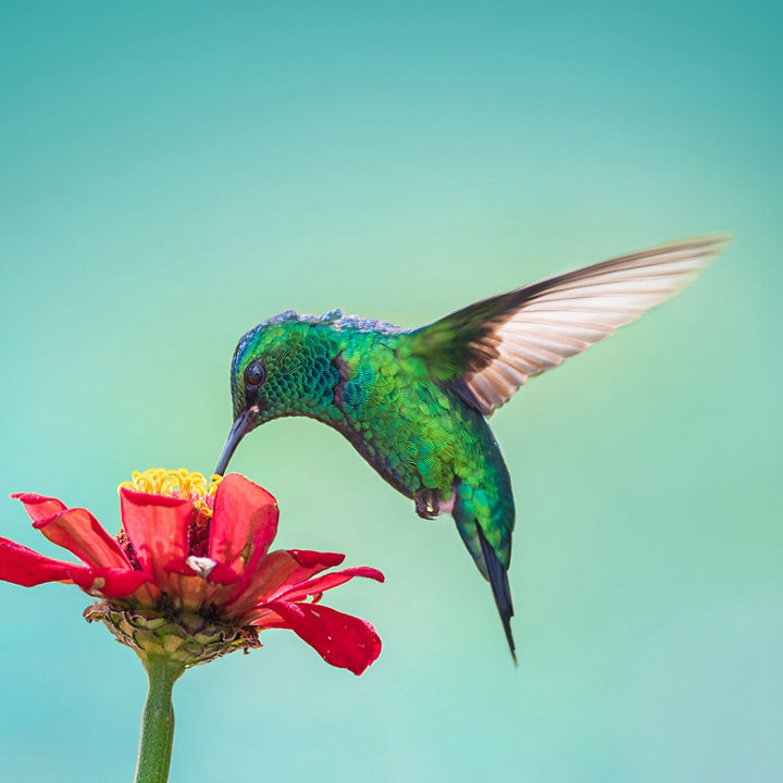 bird-flower