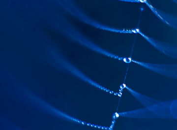 Blue macro spiderweb