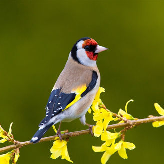 bird on a branch