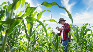 man standing in corn field