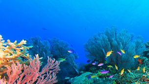 生物多様性に関する課題対応支援