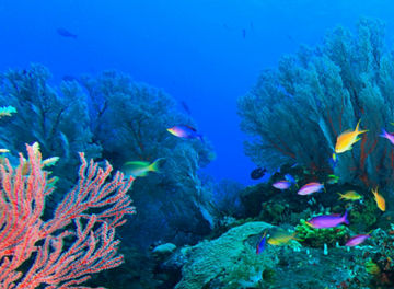 生物多様性に関する課題対応支援