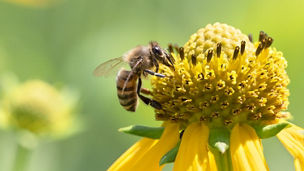 花の蜜をすうミツバチ